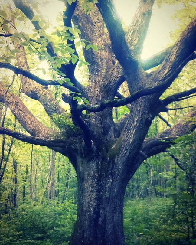 2016-Large oak tree on trail, NY