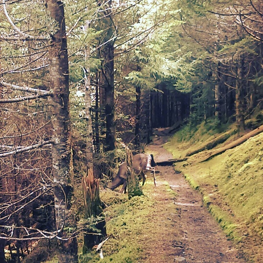 2016-Deer on Trail, TN