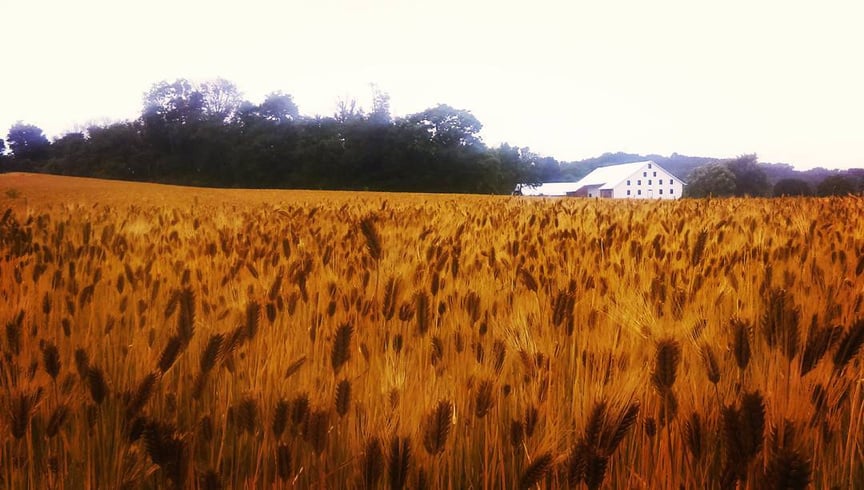 2016-Wheat Field, PA